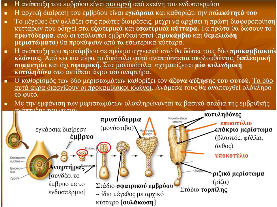 τα πρώτα θα δώσουν το πρωτόδερµα,, ενώ οι υπόλοιποι εµβρυϊκοί ιστοί (προκάµβιο προκάµβιοκαι και θεµελιώδη µεριστώµατα) ) θα προκύψουν από τα εσωτερικά κύτταρα.