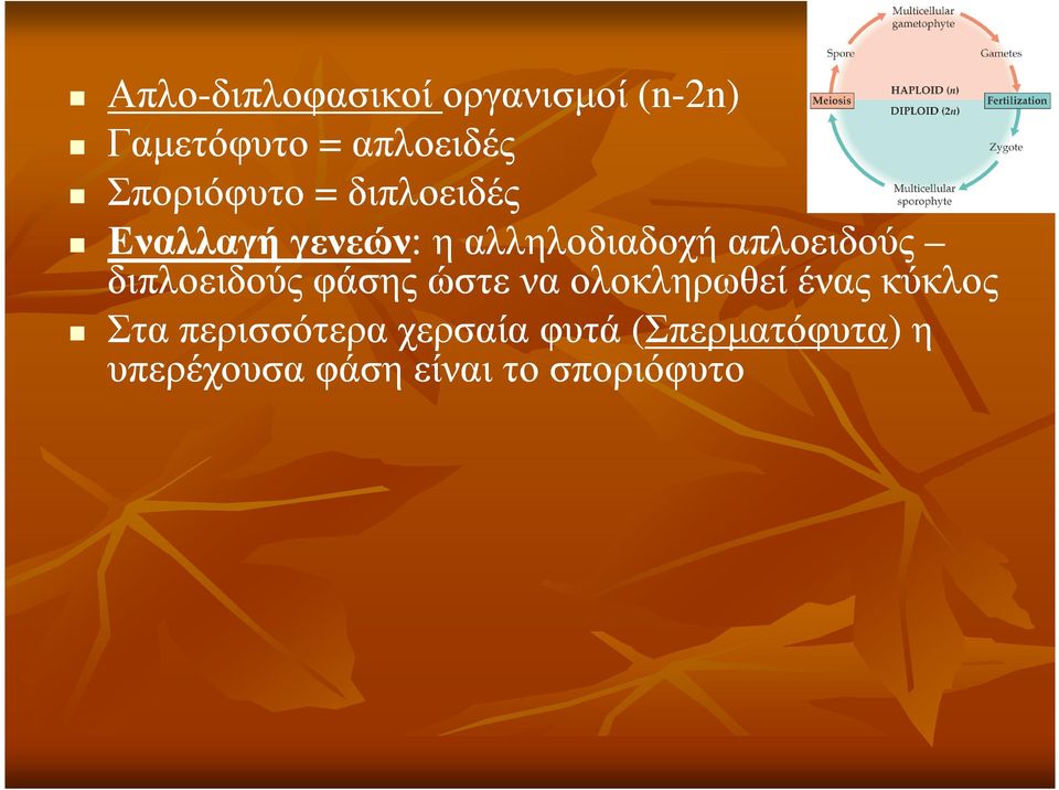 απλοειδούς διπλοειδούςφάσης ώστε να ολοκληρωθεί ένας κύκλος Στα