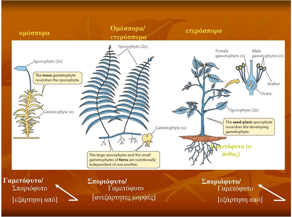 [εξάρτηση από] Σποριόφυτο/ Γαµετόφυτο