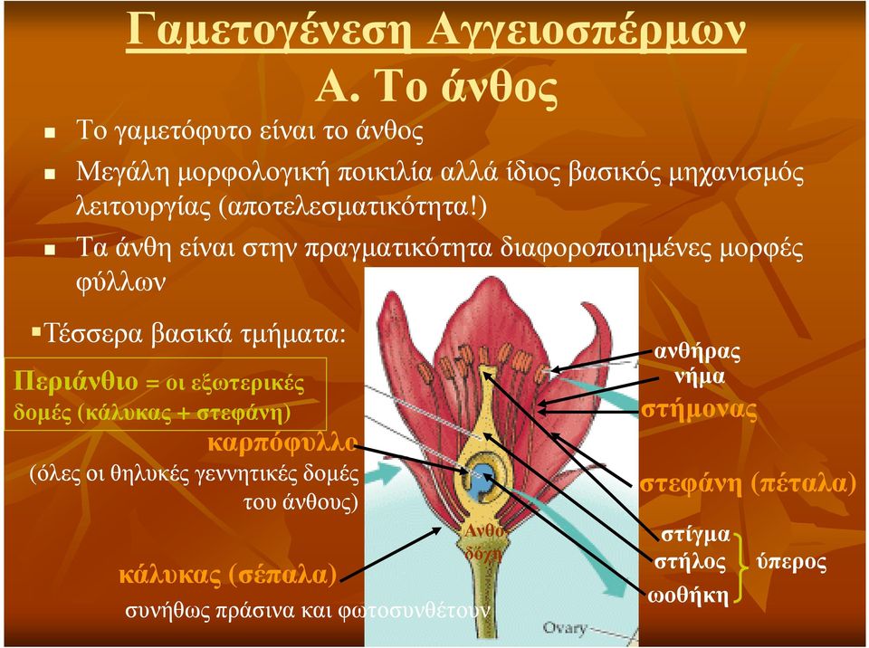 ) Τα άνθη είναι στην πραγµατικότητα διαφοροποιηµένες µορφές φύλλων Τέσσερα βασικά τµήµατα: Περιάνθιο = οι εξωτερικές