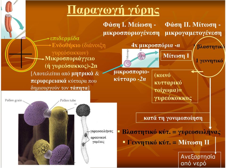 Μείωση - µικροσποριογένεση µικροσποριοκύτταρο -2n 4x µικροσπόρια -n Φάση ΙΙ.