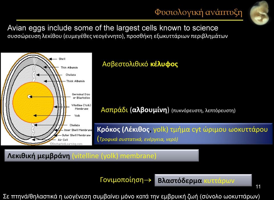 Κρόκος (Λέκιθος, yolk) τμήμα cyt ώριμου ωοκυττάρου (Τροφικά συστατικά, ενέργεια, νερό) Λεκιθική μεμβράνη (vitelline