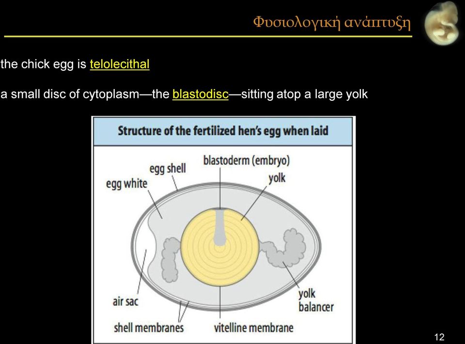 small disc of cytoplasm the