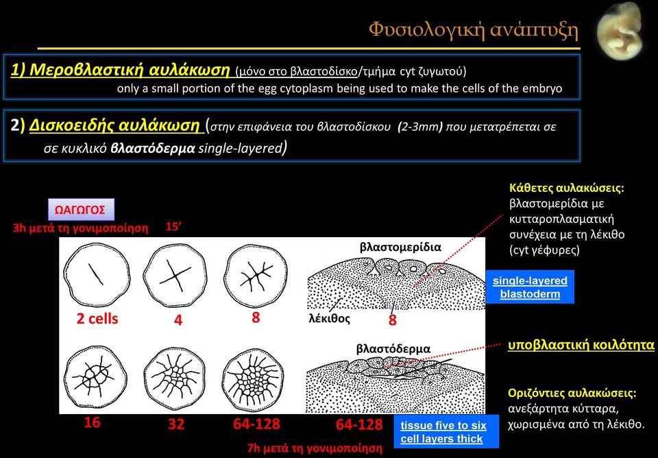 βλαστομερίδια Κάθετες αυλακώσεις: βλαστομερίδια με κυτταροπλασματική συνέχεια με τη λέκιθο (cyt γέφυρες) single-layered blastoderm 2 cells 4 8 λέκιθος 8 βλαστόδερμα