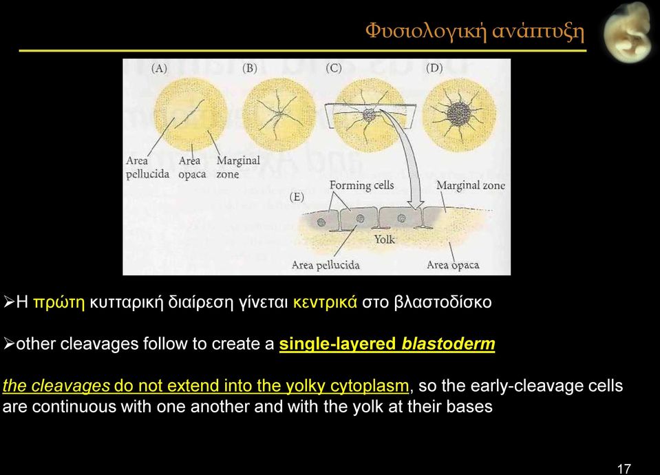 the cleavages do not extend into the yolky cytoplasm, so the