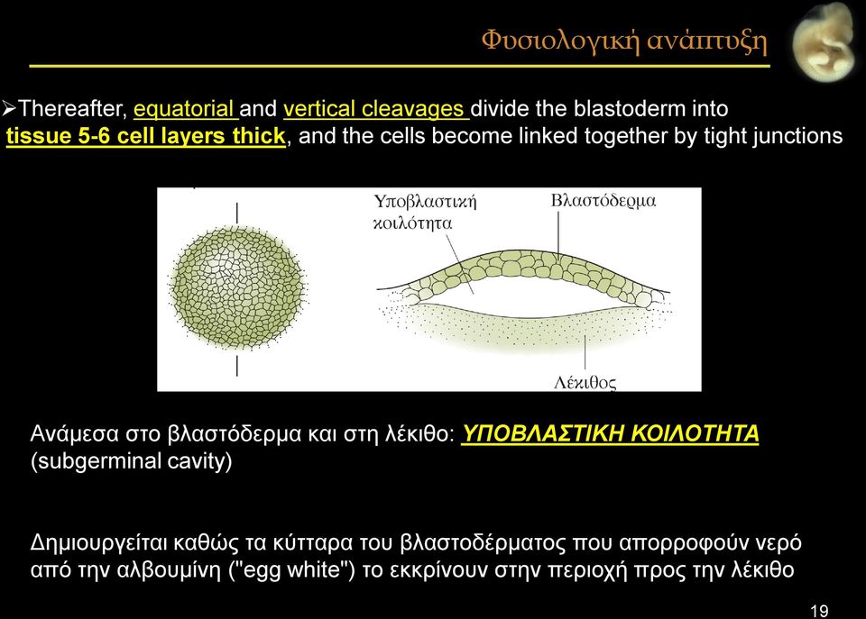 και στη λέκιθο: ΥΠΟΒΛΑΣΤΙΚΗ ΚΟΙΛΟΤΗΤΑ (subgerminal cavity) Δημιουργείται καθώς τα κύτταρα του