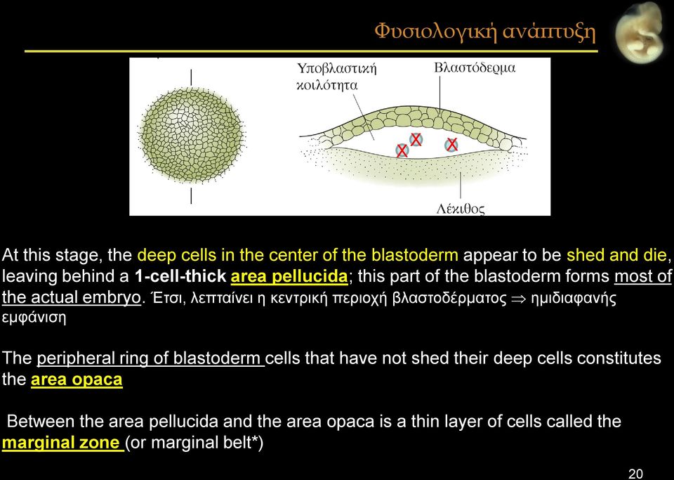 Έτσι, λεπταίνει η κεντρική περιοχή βλαστοδέρματος ημιδιαφανής εμφάνιση The peripheral ring of blastoderm cells that have not