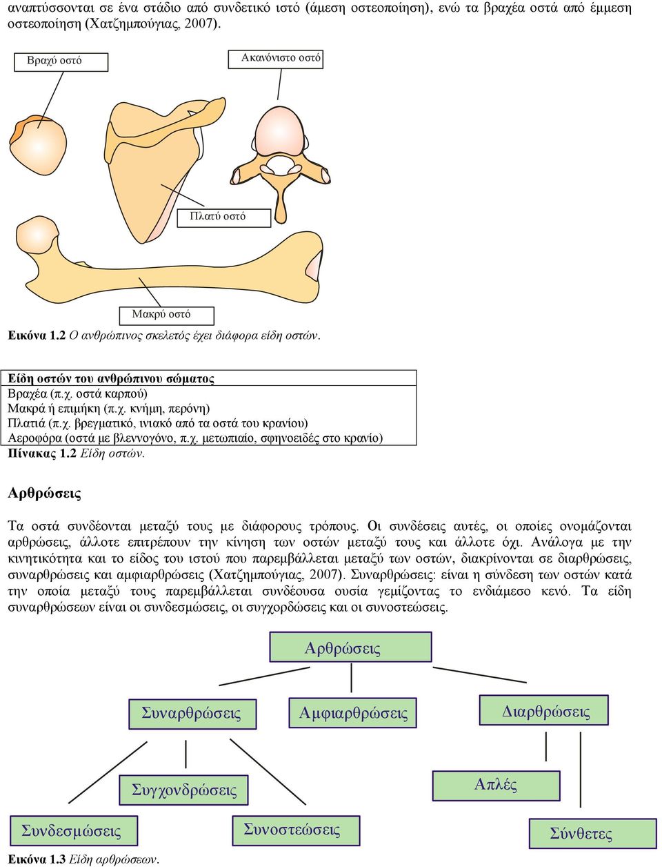 χ. μετωπιαίο, σφηνοειδές στο κρανίο) Πίνακας 1.2 Είδη οστών. Αρθρώσεις Τα οστά συνδέονται μεταξύ τους με διάφορους τρόπους.