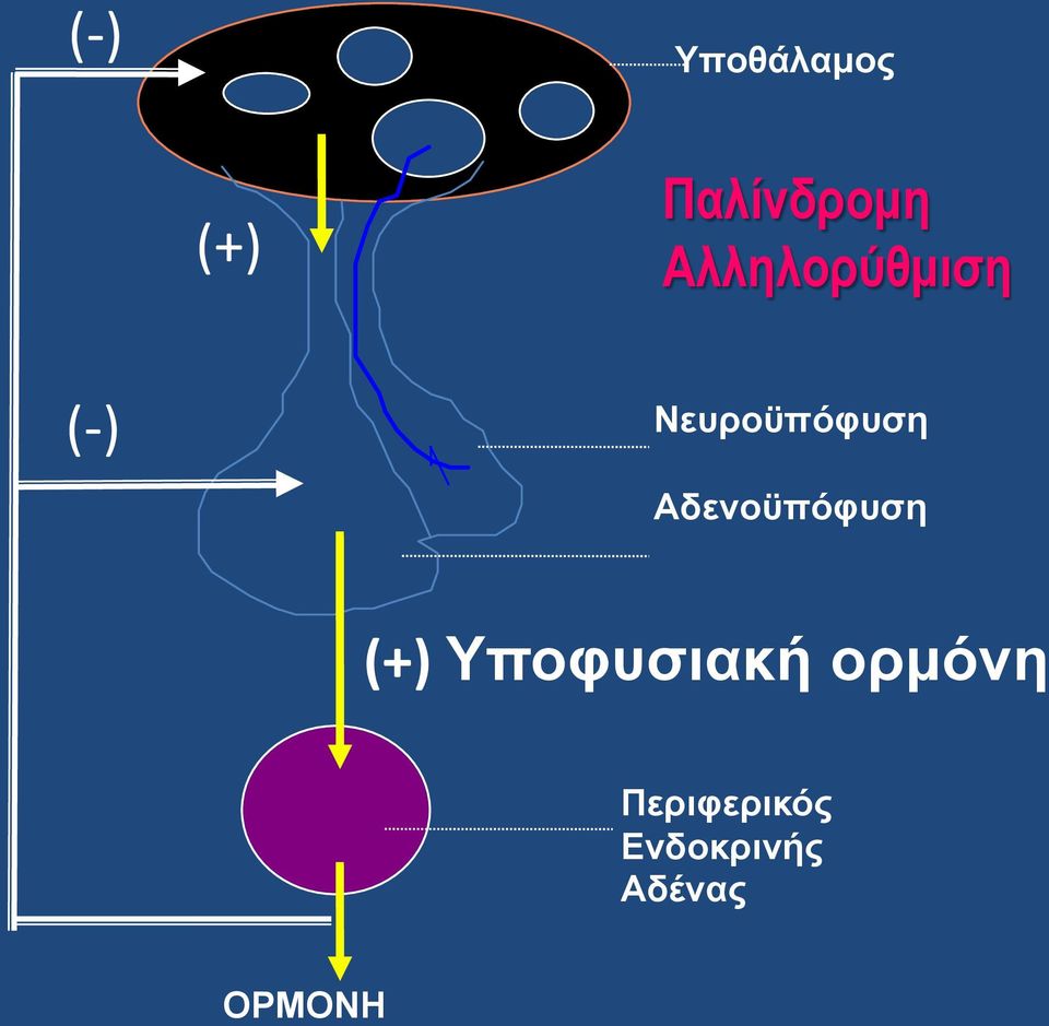 Αδενοϋπόφυση (+) Υποφυσιακή