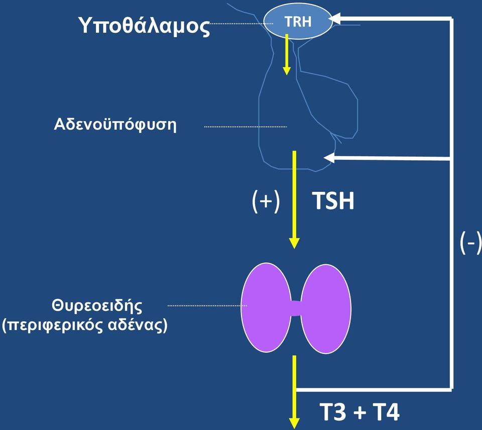 TSH (-) Θυρεοειδής