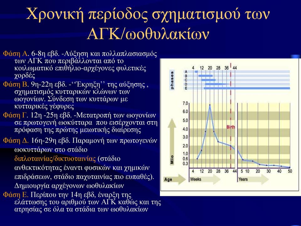 -Μετατροπή των ωογονίων σε πρωτογενή ωοκύτταρα που εισέρχονται στη πρόφαση της πρώτης μειωτικής διαίρεσης Φάση Δ. 16η-29η εβδ.