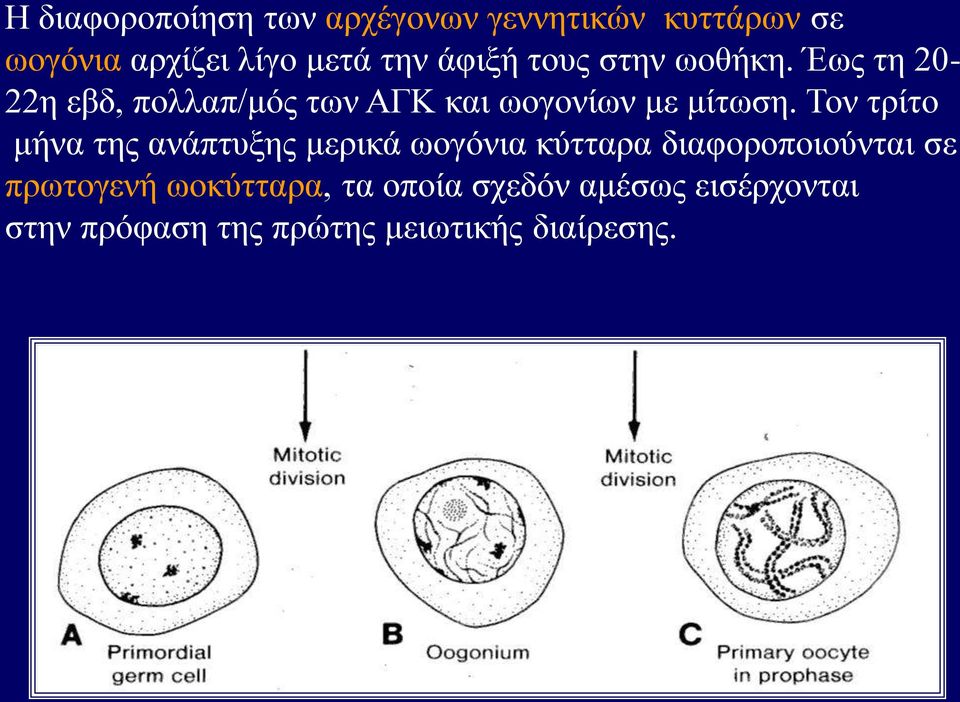 Τον τρίτο μήνα της ανάπτυξης μερικά ωογόνια κύτταρα διαφοροποιούνται σε πρωτογενή