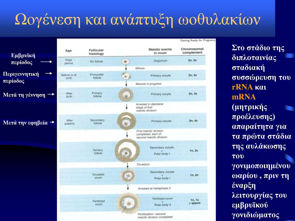 rrna και mrna (μητρικής προέλευσης) απαραίτητα για τα πρώτα στάδια της αυλάκωσης