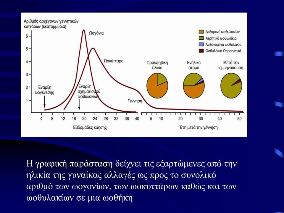 το συνολικό αριθμό των ωογονίων, των