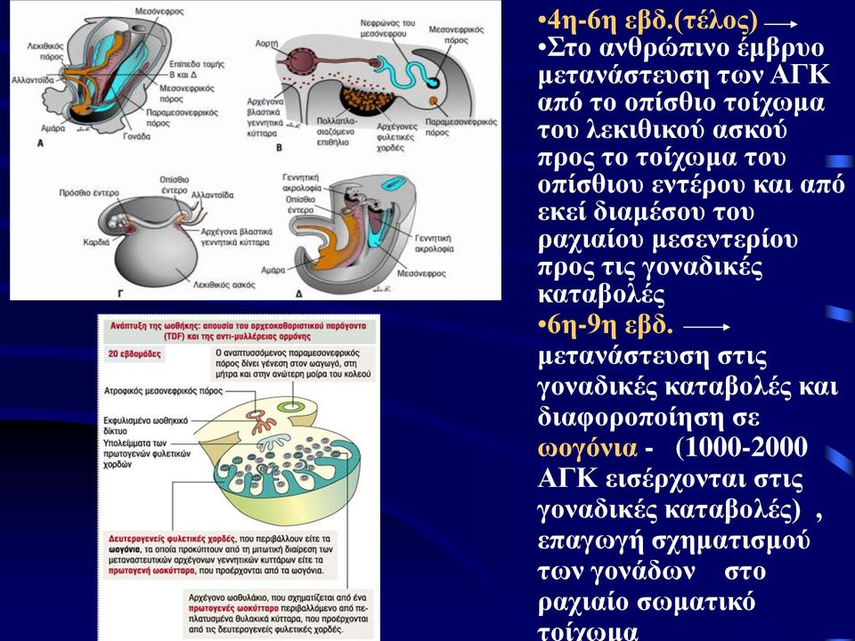 τοίχωμα του οπίσθιου εντέρου και από εκεί διαμέσου του ραχιαίου μεσεντερίου προς τις γοναδικές