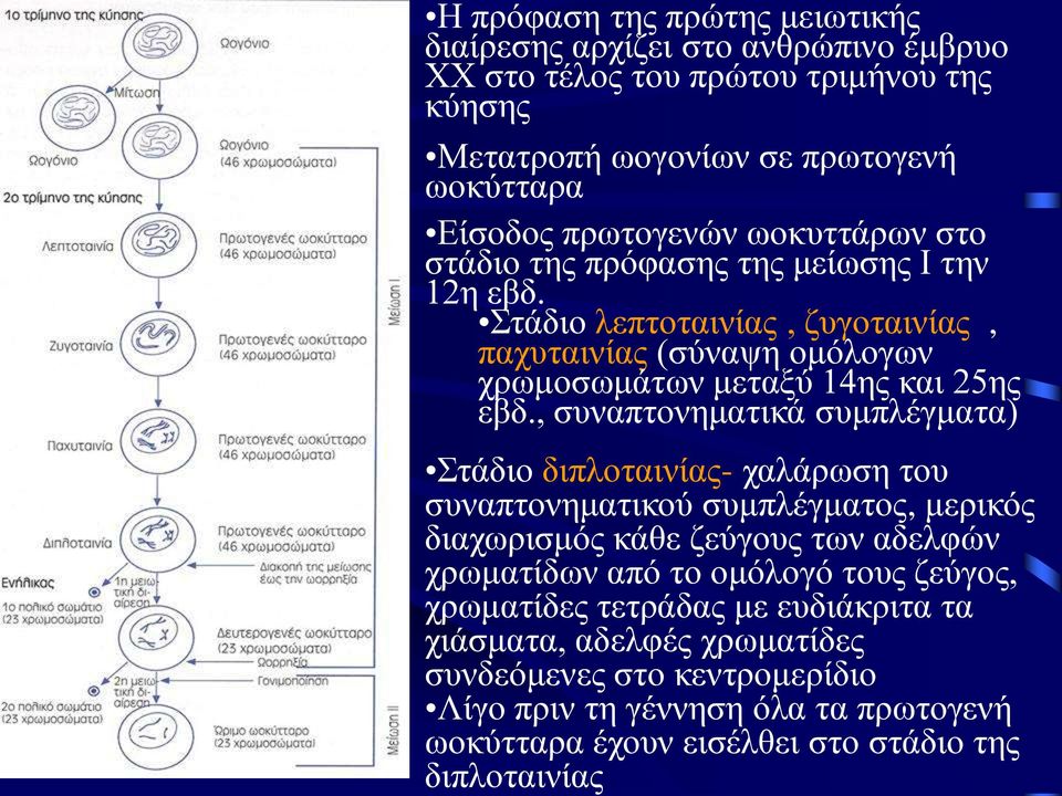 , συναπτονηματικά συμπλέγματα) Στάδιο διπλοταινίας- χαλάρωση του συναπτονηματικού συμπλέγματος, μερικός διαχωρισμός κάθε ζεύγους των αδελφών χρωματίδων από το ομόλογό τους