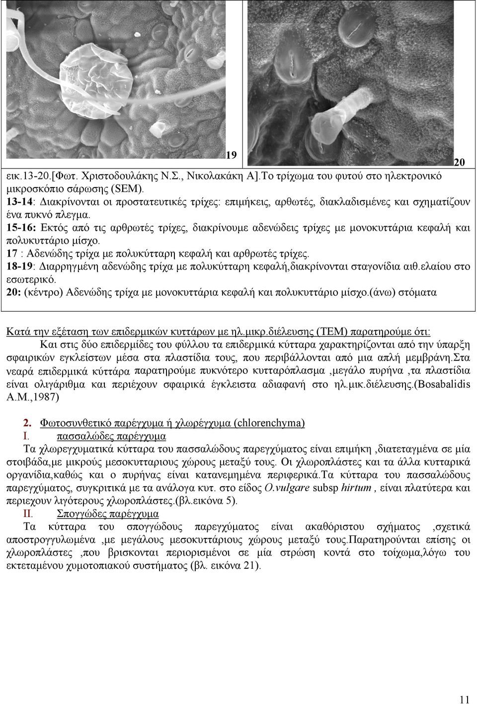 15-16: Εκτός από τις αρθρωτές τρίχες, διακρίνουµε αδενώδεις τρίχες µε µονοκυττάρια κεφαλή και πολυκυττάριο µίσχο. 17 : Αδενώδης τρίχα µε πολυκύτταρη κεφαλή και αρθρωτές τρίχες.