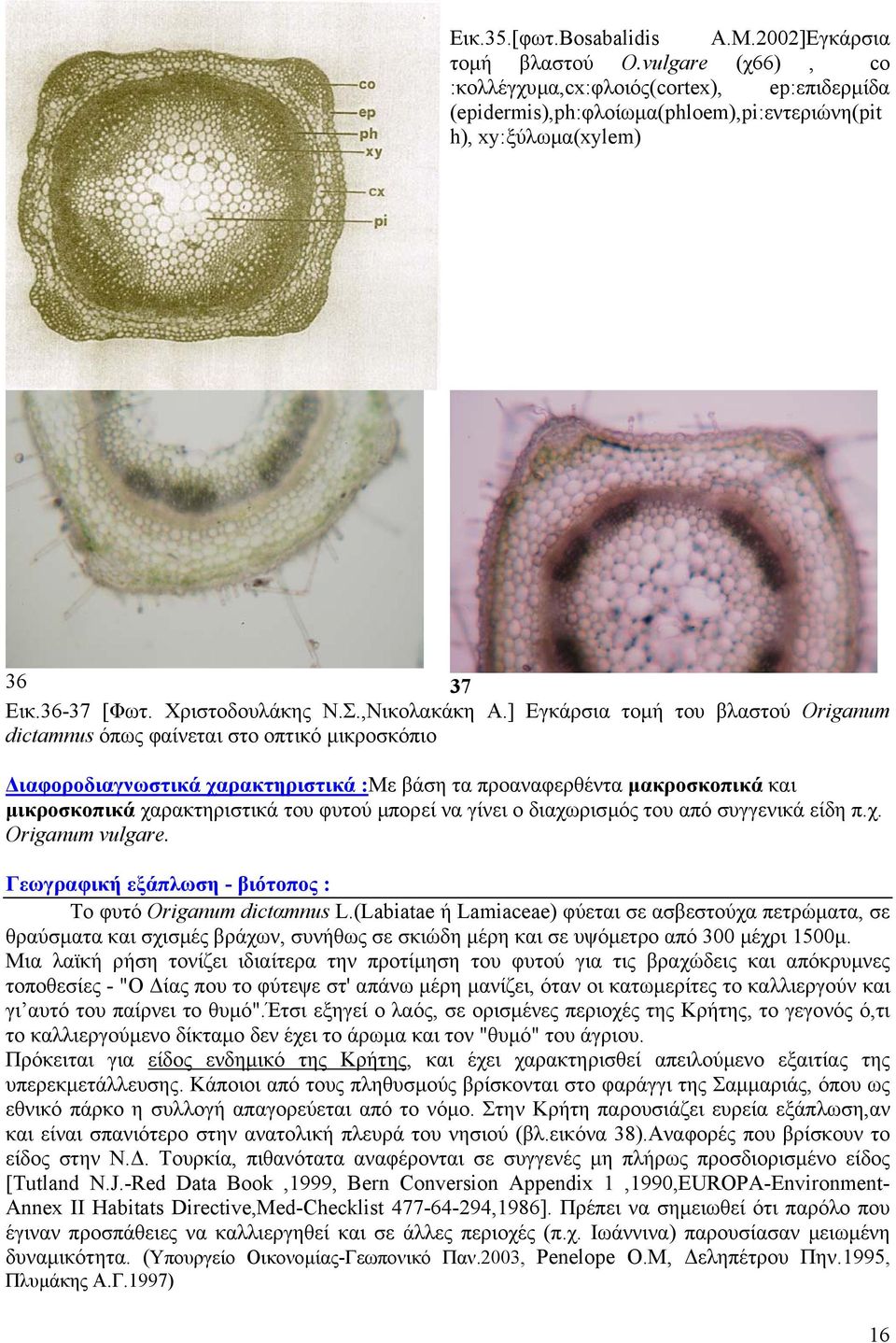 ] Εγκάρσια τοµή του βλαστού Origanum dictamnus όπως φαίνεται στο οπτικό µικροσκόπιο ιαφοροδιαγνωστικά χαρακτηριστικά :Με βάση τα προαναφερθέντα µακροσκοπικά και µικροσκοπικά χαρακτηριστικά του φυτού