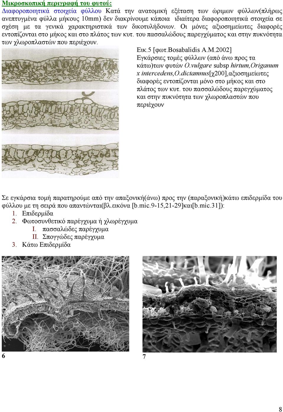 του πασσαλώδους παρεγχύµατος και στην πυκνότητα των χλωροπλαστών που περιέχουν. Εικ.5 [φωτ.bosabalidis A.Μ.2002] Eγκάρσιες τοµές φύλλων (από άνω προς τα κάτω)των φυτών Ο.