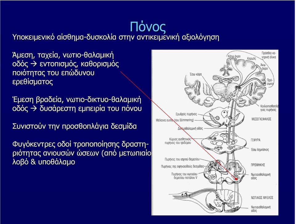 εμπειρία του πόνου Συνιστούν την προσθοπλάγια δεσμίδα Πόνος Φυγόκεντρες οδοί τροποποίησης