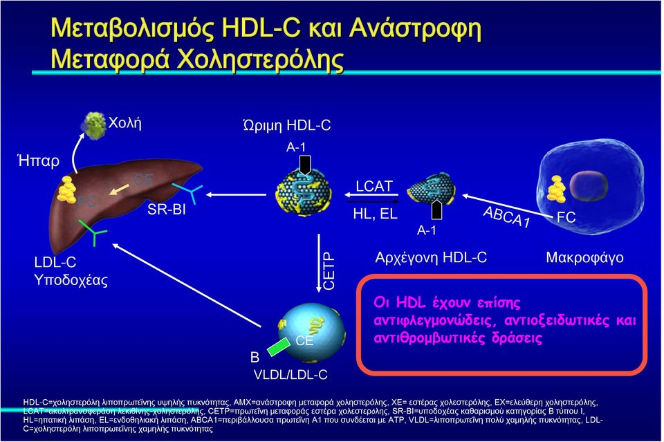 εστέρας χολεστερόλης, ΕΧ=ελεύθερη χοληστερόλης, LCAT=ακυλτρανσφεράση λεκιθίνης-χοληστερόλης, CETP=πρωτεΐνη μεταφοράς εστέρα χολεστερόλης, SR-BI=υποδοχέας καθαρισμού κατηγορίας Β τύπου