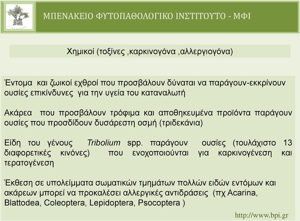 Tribolium spp.