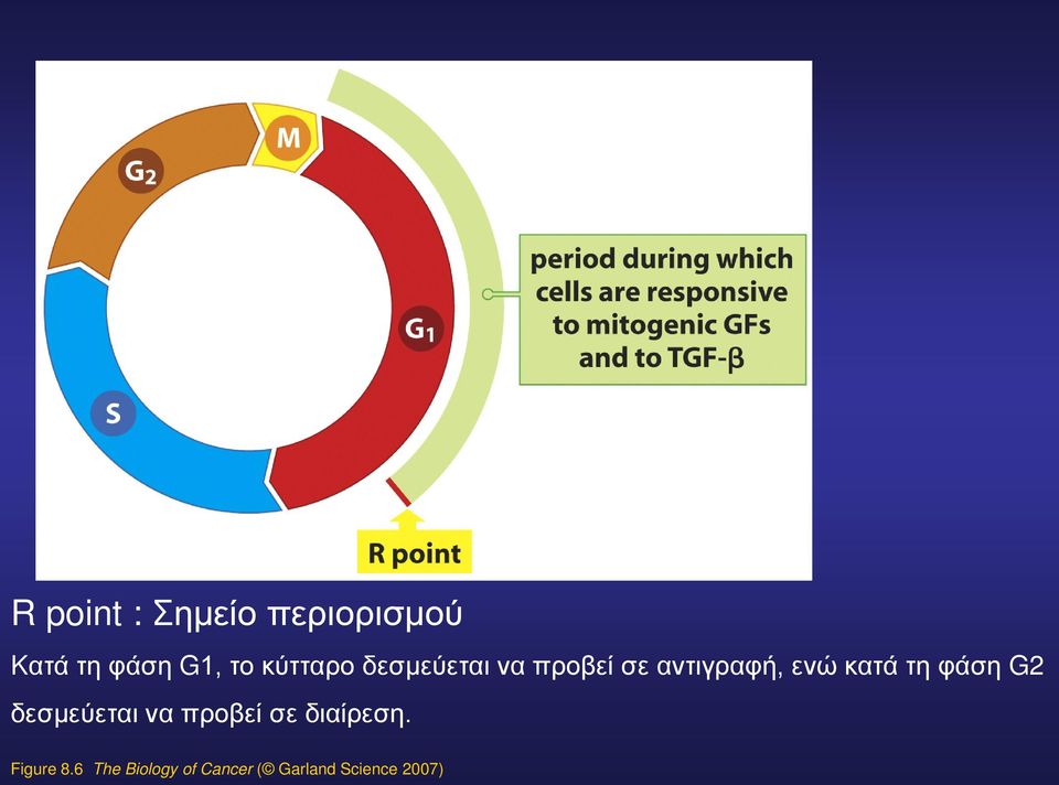 κατά τη φάση G2 δεσμεύεται να προβεί σε διαίρεση.