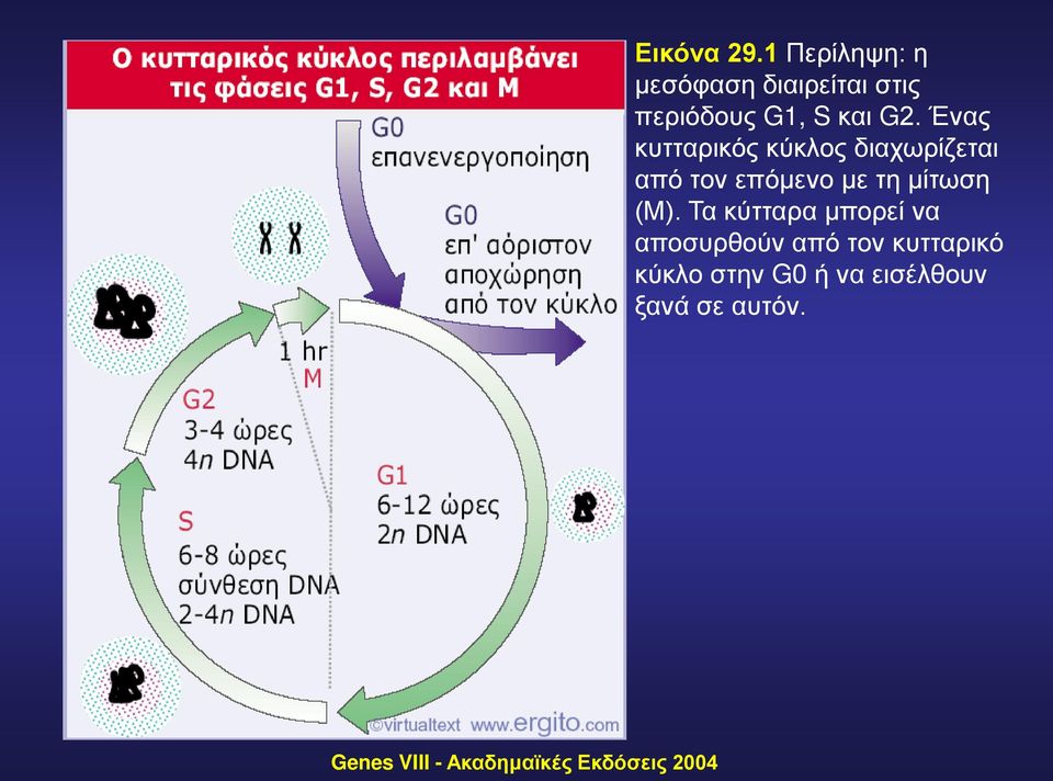 Ένας κυτταρικός κύκλος διαχωρίζεται από τον επόμενο με τη μίτωση (Μ).