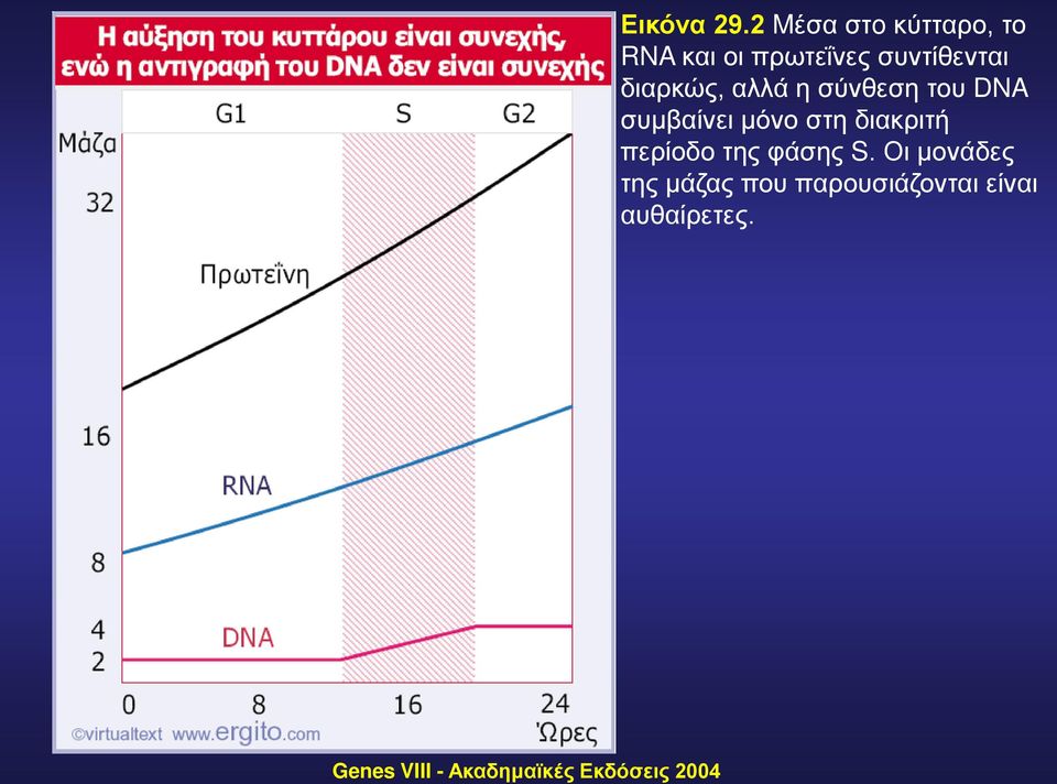 διαρκώς, αλλά η σύνθεση του DNA συμβαίνει μόνο στη διακριτή