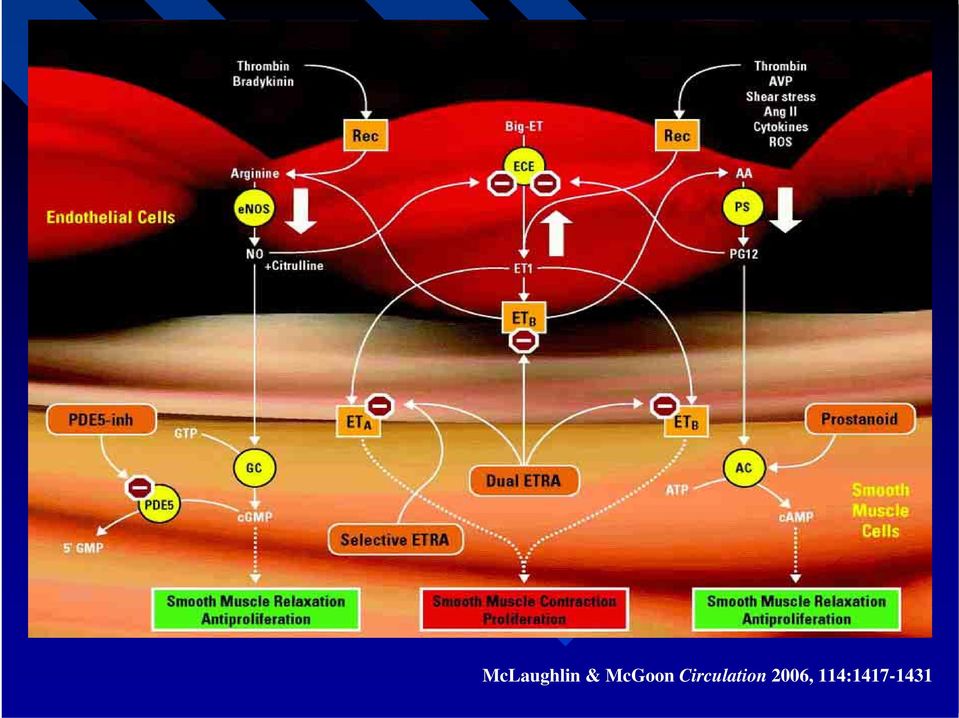 Circulation