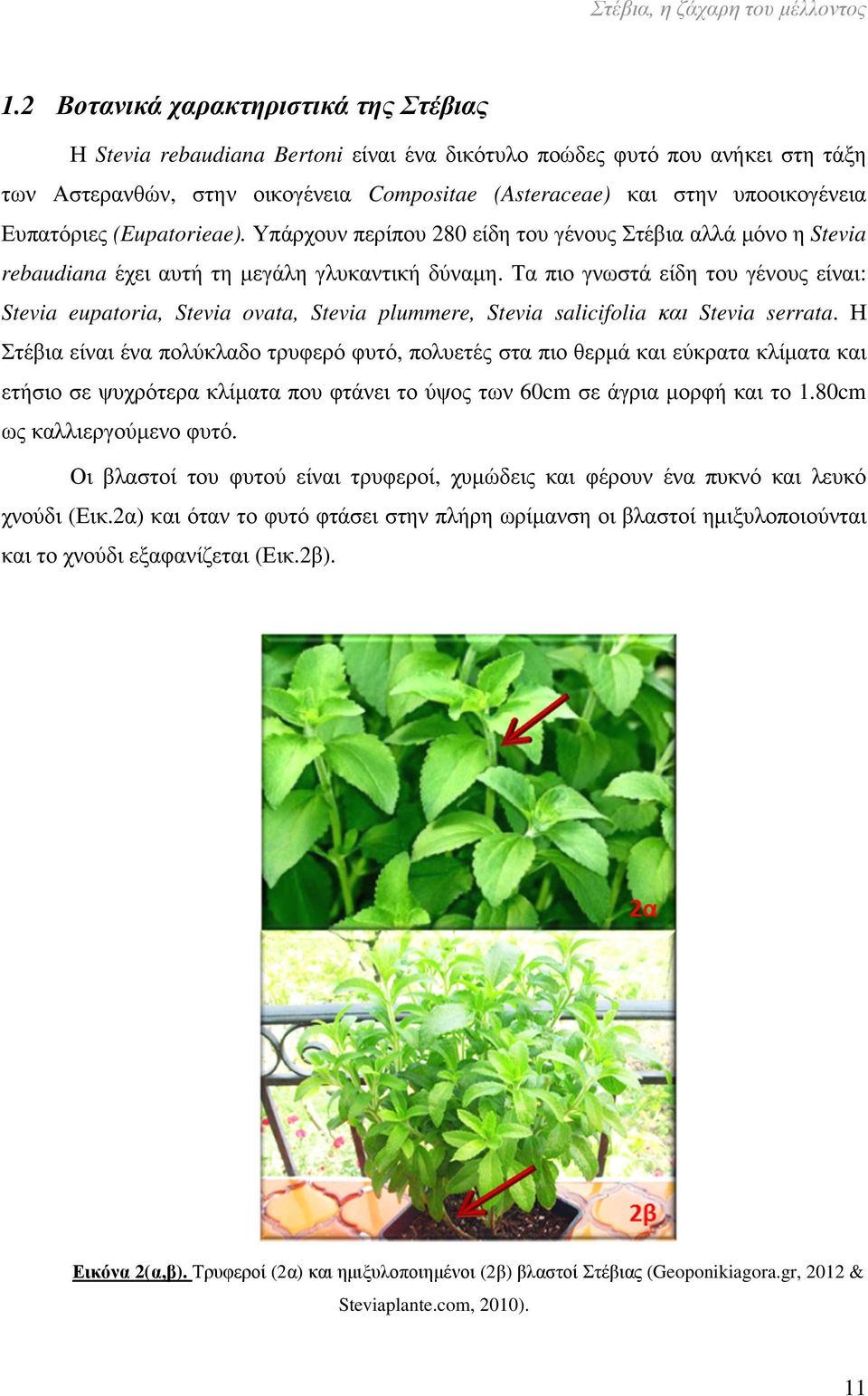 Ευπατόριες (Eupatorieae). Υπάρχουν περίπου 280 είδη του γένους Στέβια αλλά µόνο η Stevia rebaudiana έχει αυτή τη µεγάλη γλυκαντική δύναµη.