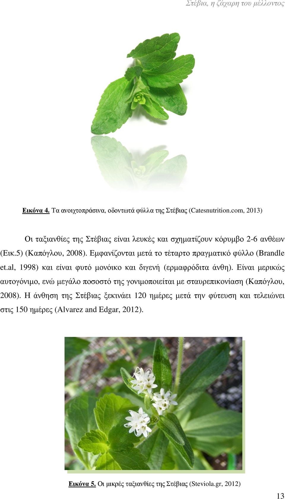 Εµφανίζονται µετά το τέταρτο πραγµατικό φύλλο (Brandle et.al, 1998) και είναι φυτό µονόικο και διγενή (ερµαφρόδιτα άνθη).