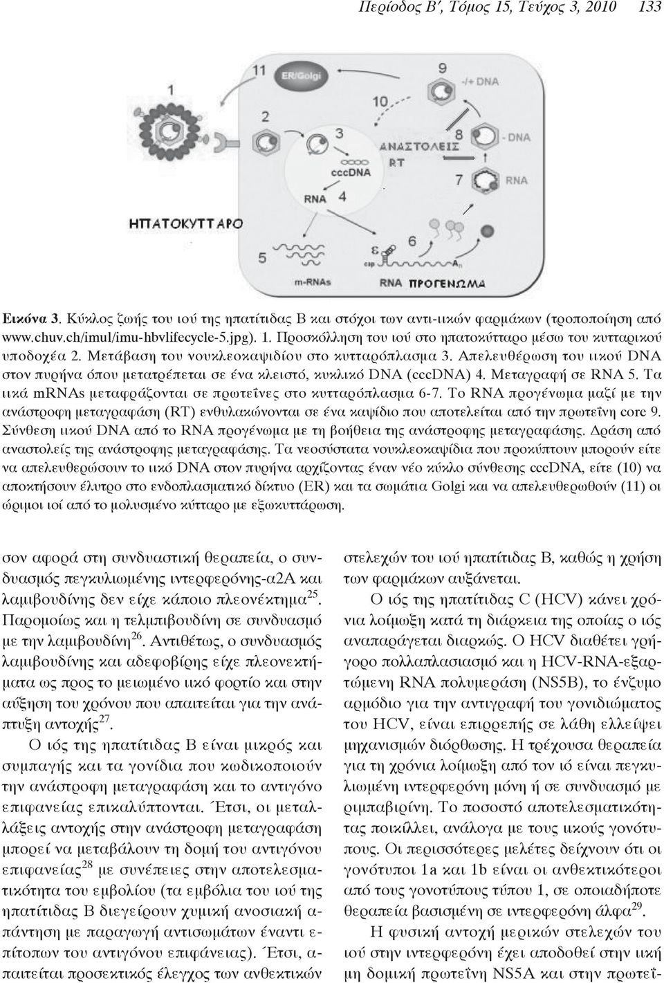 Τα ιικά mrnas μεταφράζονται σε πρωτεΐνες στο κυτταρόπλασμα 6-7. Το RNA προγένωμα μαζί με την ανάστροφη μεταγραφάση (RT) ενθυλακώνονται σε ένα καψίδιο που αποτελείται από την πρωτεΐνη core 9.