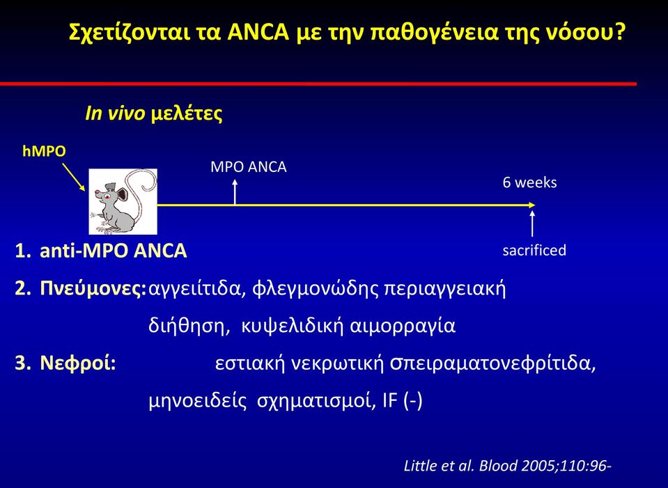 Πνεύμονες: αγγειίτιδα, φλεγμονώδης περιαγγειακή διήθηση, κυψελιδική