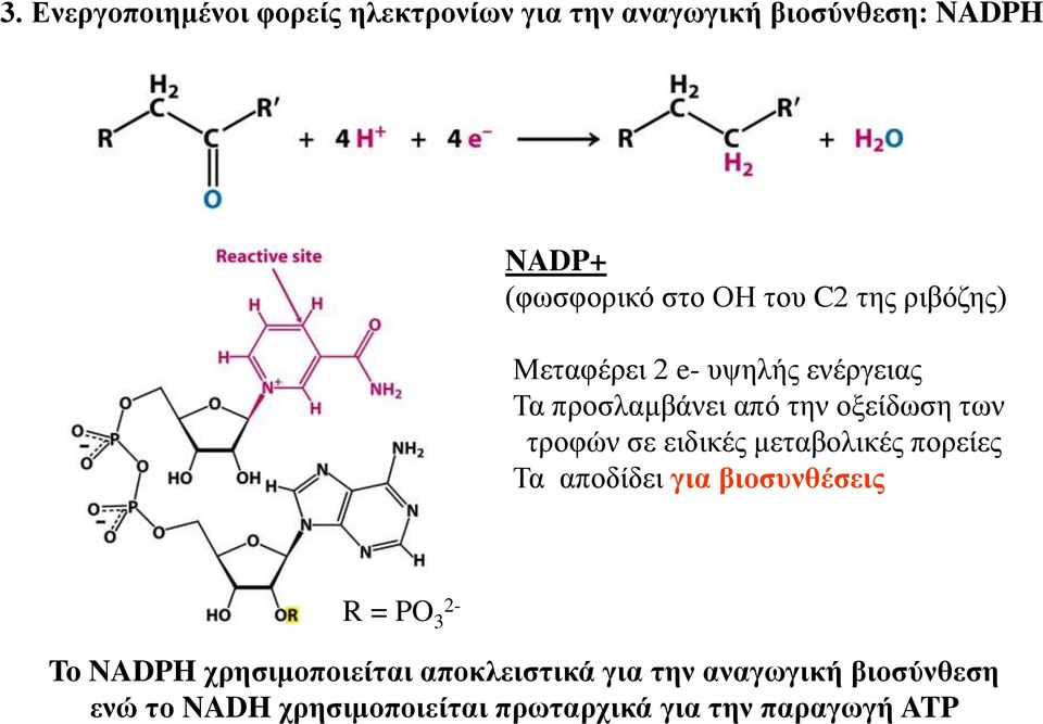 σε ειδικές μεταβολικές πορείες Τα αποδίδει για βιοσυνθέσεις R = PO 3 2- To NADPH χρησιμοποιείται