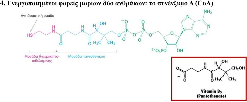 φορείς μορίων