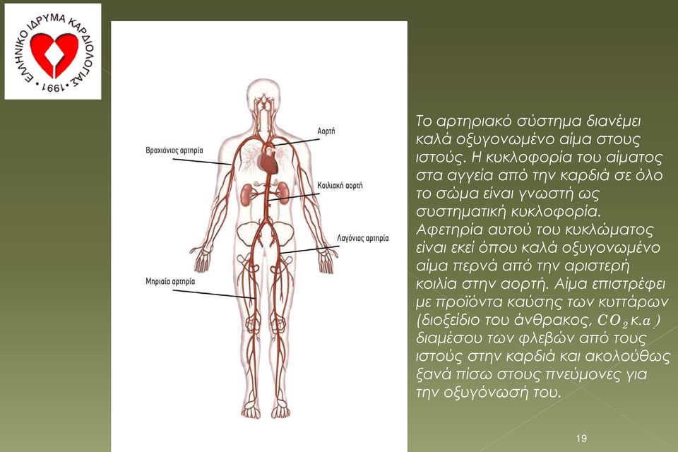 Αφετηρία αυτού του κυκλώματος είναι εκεί όπου καλά οξυγονωμένο αίμα περνά από την αριστερή κοιλία στην αορτή.