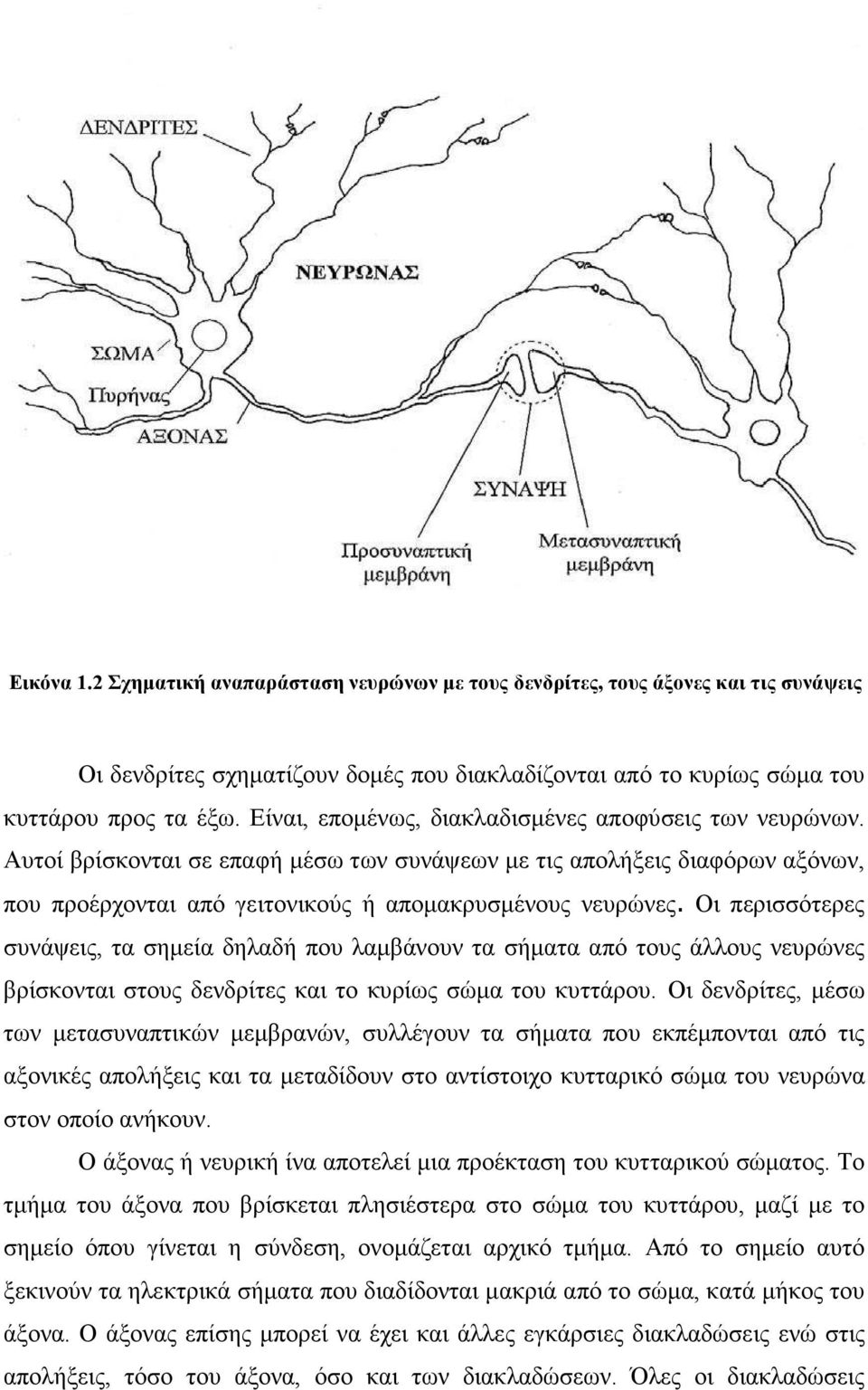 Οι περισσότερες συνάψεις, τα σηµεία δηλαδή που λαµβάνουν τα σήµατα από τους άλλους νευρώνες βρίσκονται στους δενδρίτες και το κυρίως σώµα του κυττάρου.