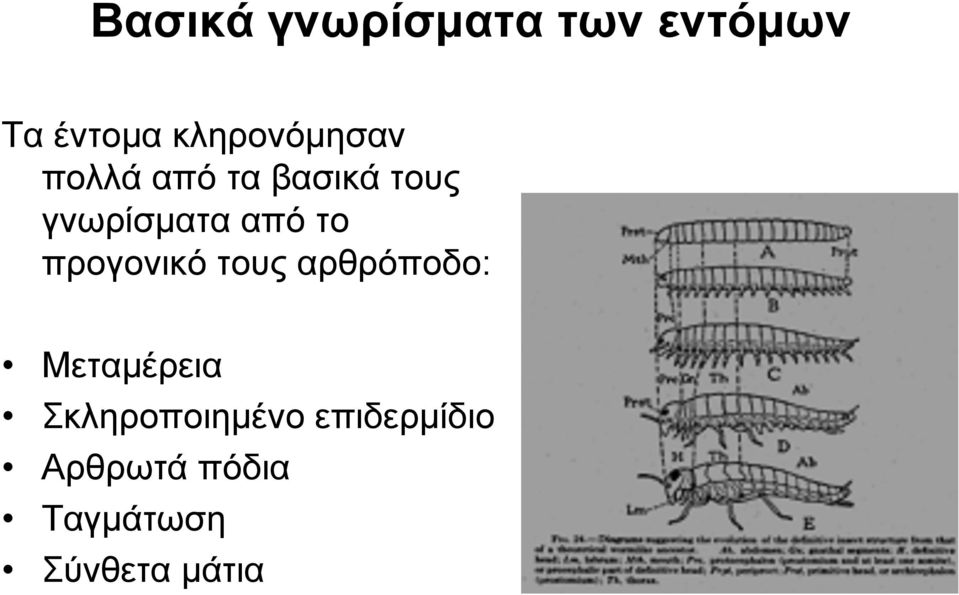 από το προγονικό τους αρθρόποδο: Μεταμέρεια