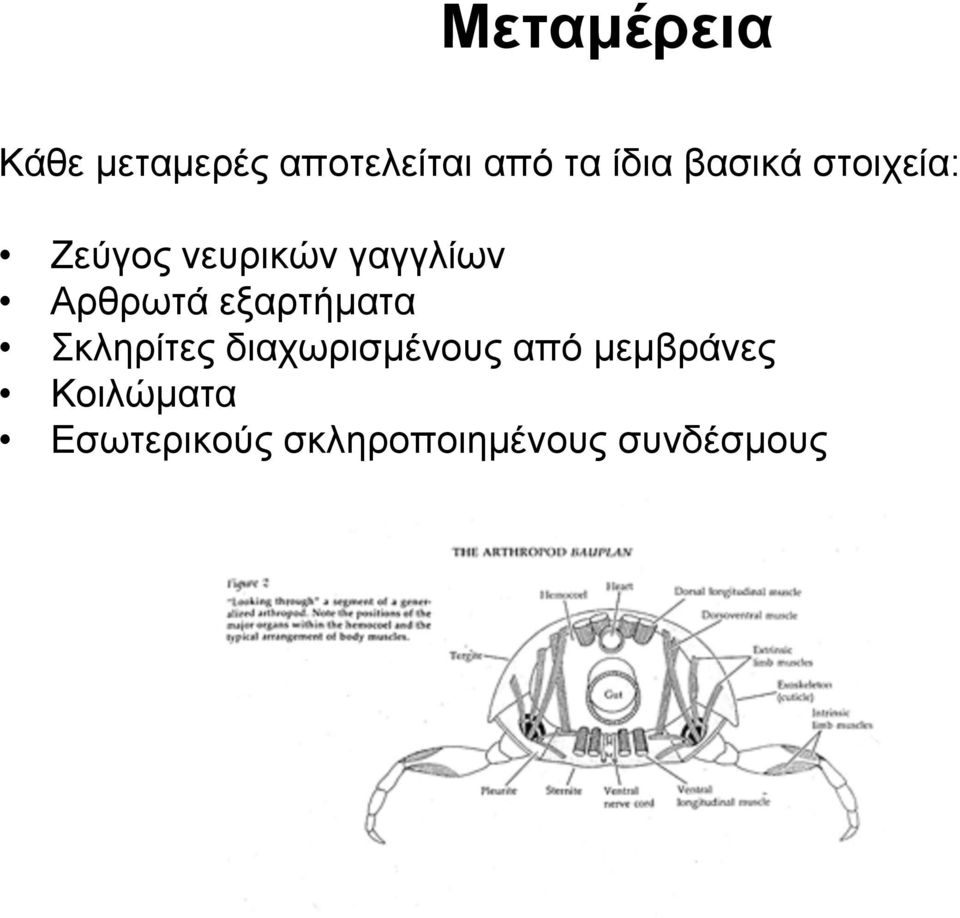 εξαρτήματα Σκληρίτες διαχωρισμένους από μεμβράνες