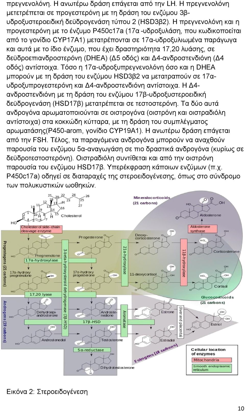 δραστηριότητα 17,20 λυάσης, σε δε δροεπιανδροστερόνη (DHEA) (Δ5 οδός) και Δ4-ανδροστενδιόνη (Δ4 οδός) αντίστοιχα.