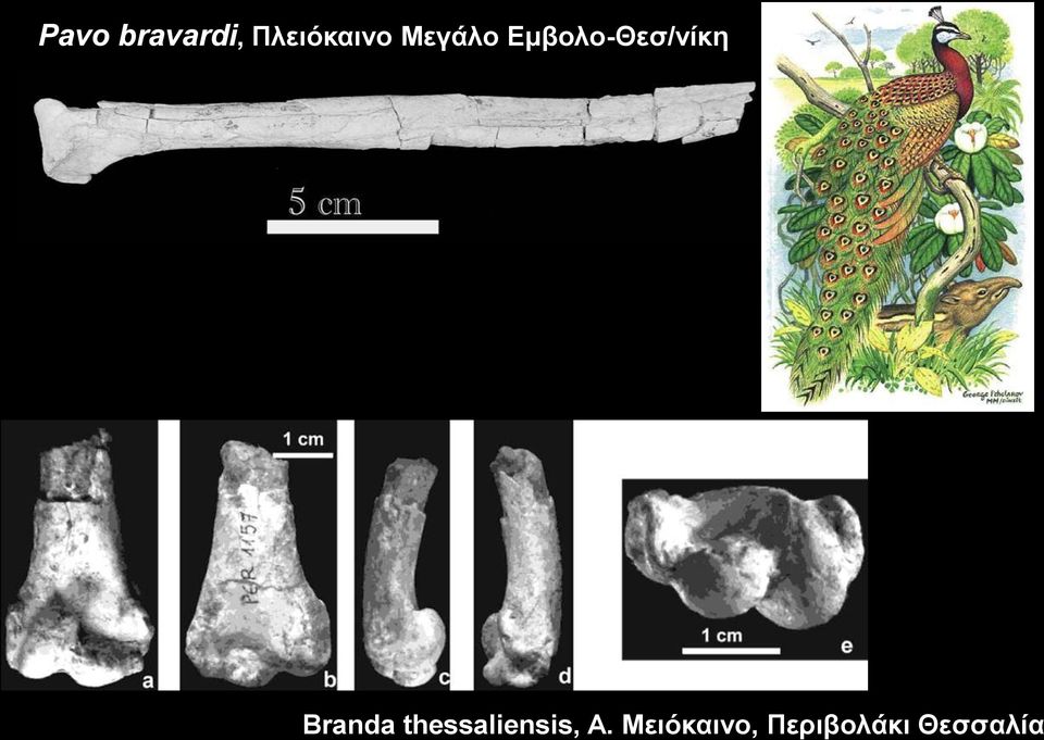 Branda thessaliensis, Α.