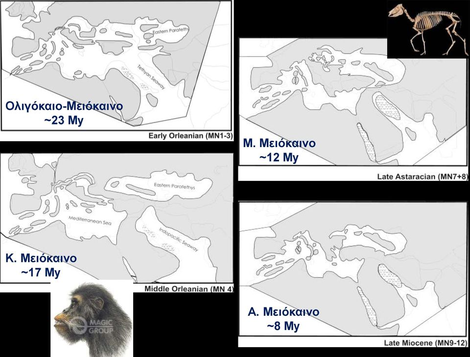 Μειόκαινο ~12 My K.