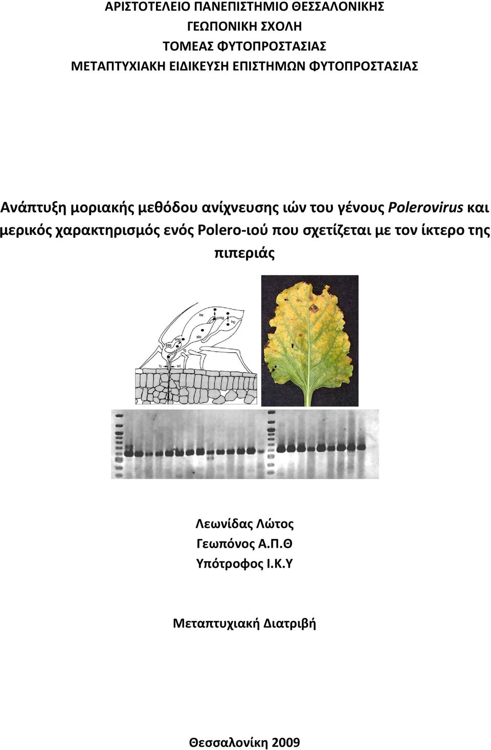 Polerovirus και μερικός χαρακτηρισμός ενός Polero ιού που σχετίζεται με τον ίκτερο της