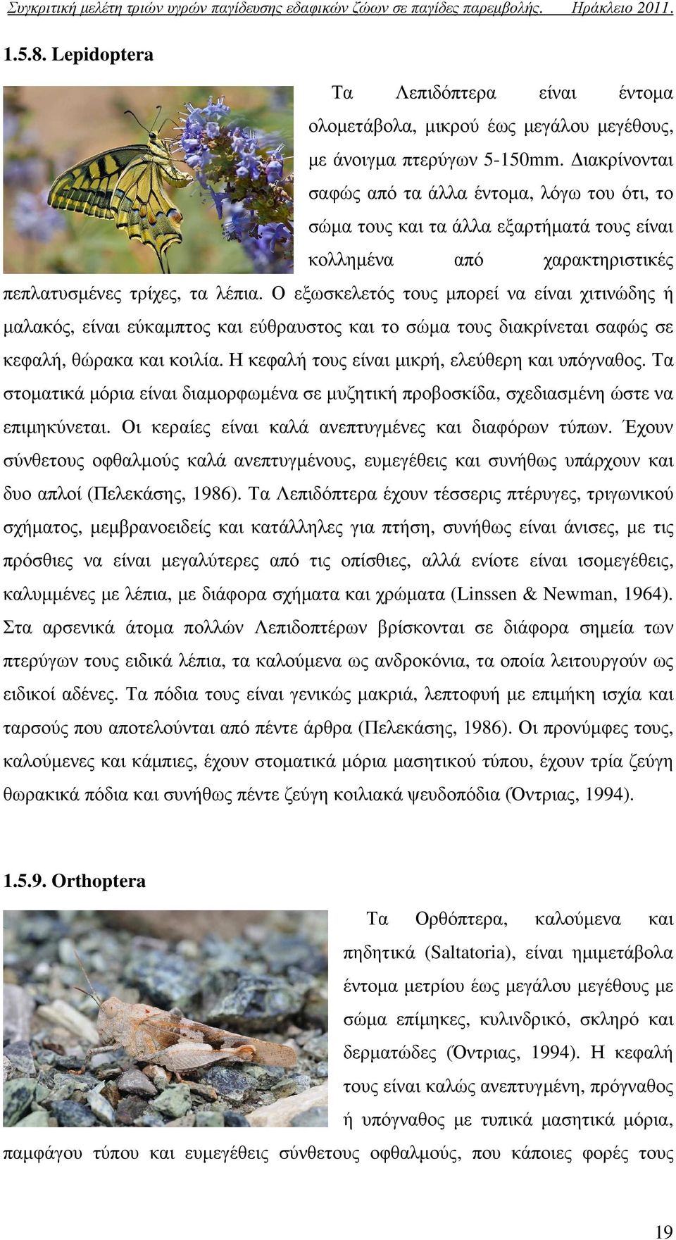 Ο εξωσκελετός τους µπορεί να είναι χιτινώδης ή µαλακός, είναι εύκαµπτος και εύθραυστος και το σώµα τους διακρίνεται σαφώς σε κεφαλή, θώρακα και κοιλία.