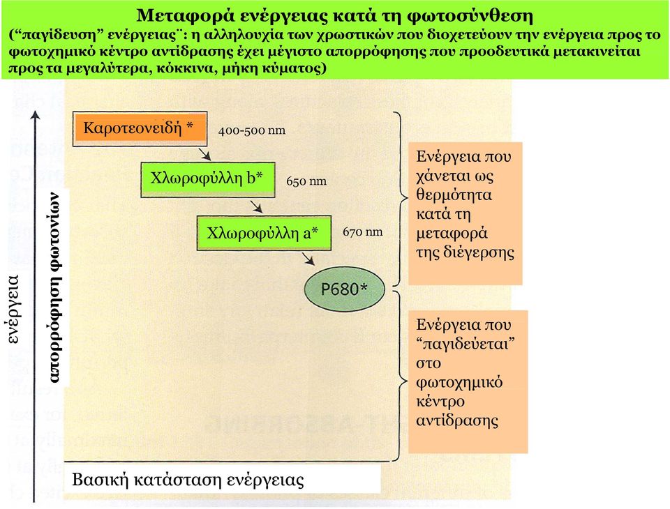 καροτενοειδή Καροτεονειδή * 400-500 nm ενέ έργεια φηση φω ωτονίων απορρό Χλωροφύλλη b* 650 nm Χλωροφύλλη a* 670 nm Eνέργεια που
