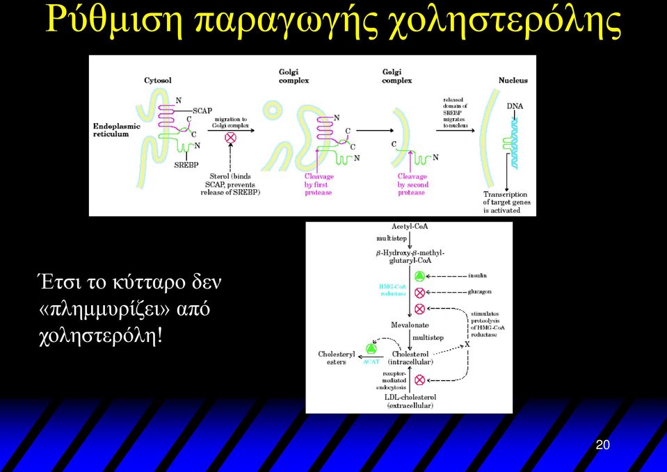 κύτταρο δεν