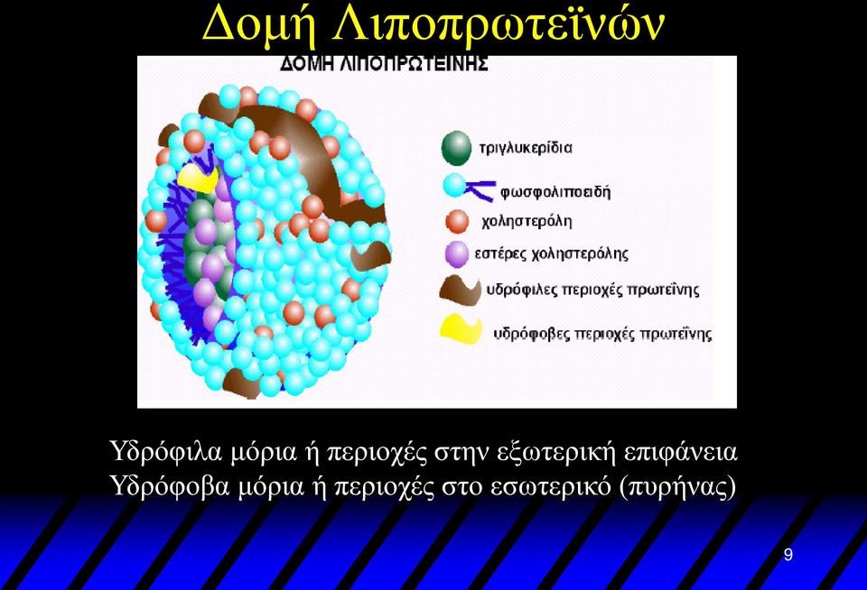 εξωτερική επιφάνεια Υδρόφοβα