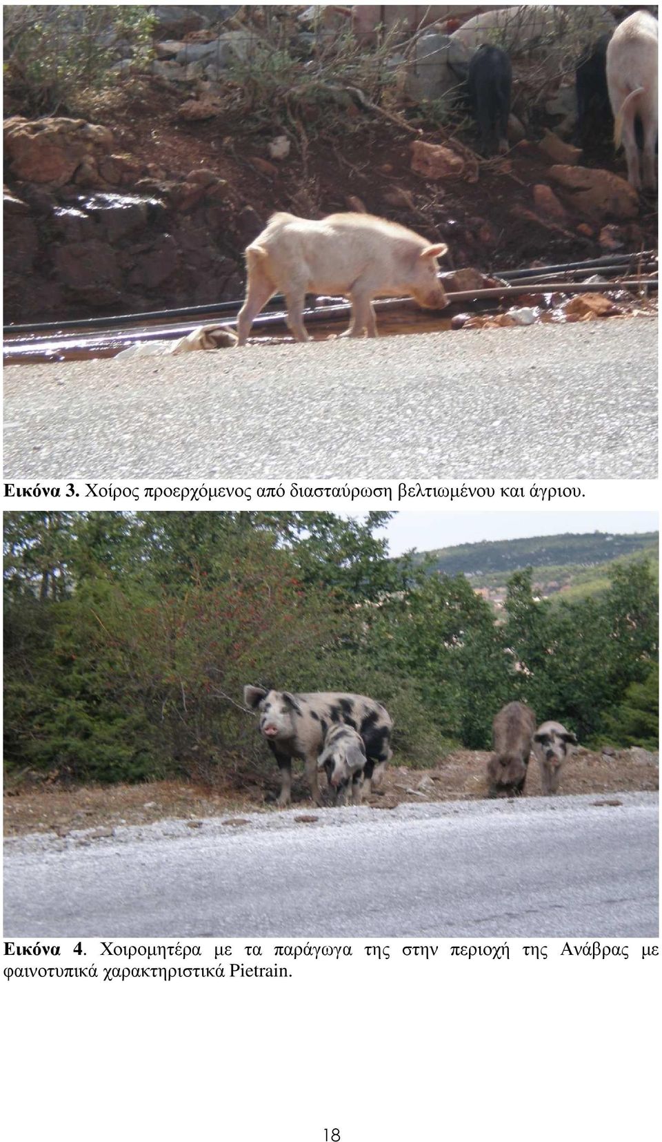 βελτιωµένου και άγριου. Εικόνα 4.