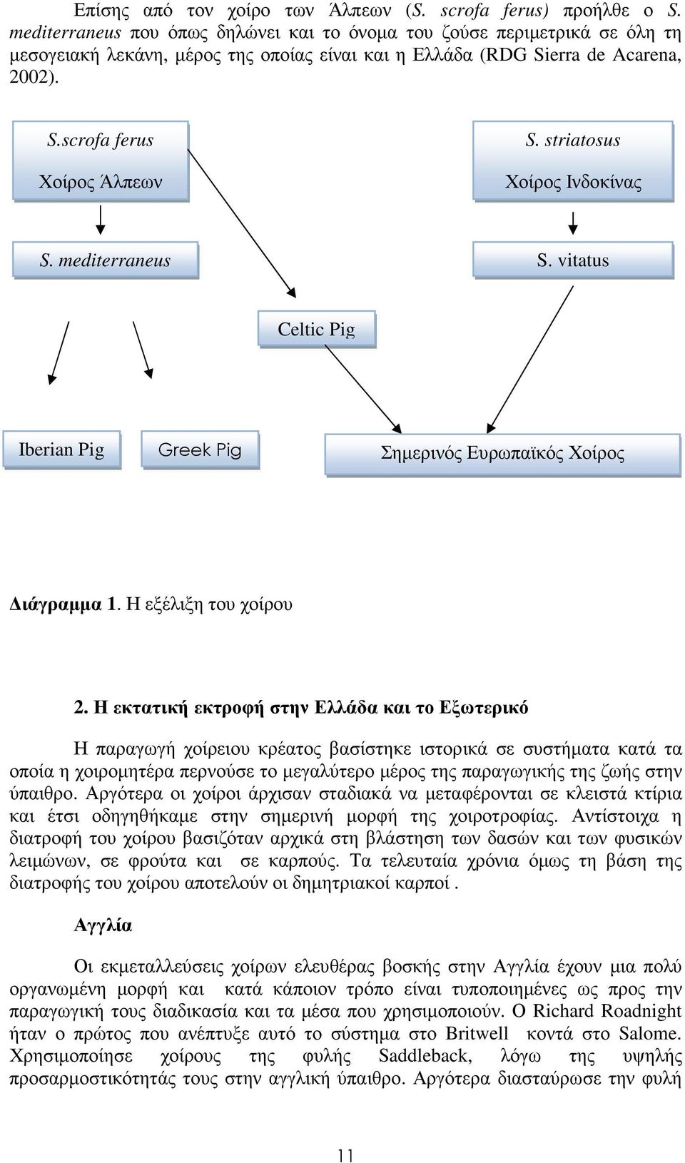 striatosus Χοίρος Ινδοκίνας S. mediterraneus S. vitatus Celtic Pig Iberian Pig Greek Pig Σηµερινός Ευρωπαϊκός Χοίρος ιάγραµµα 1. Η εξέλιξη του χοίρου 2.